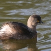 Least Grebe